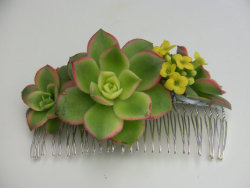 thesmithian:  joala:  succulent hair comb  [fresh] 