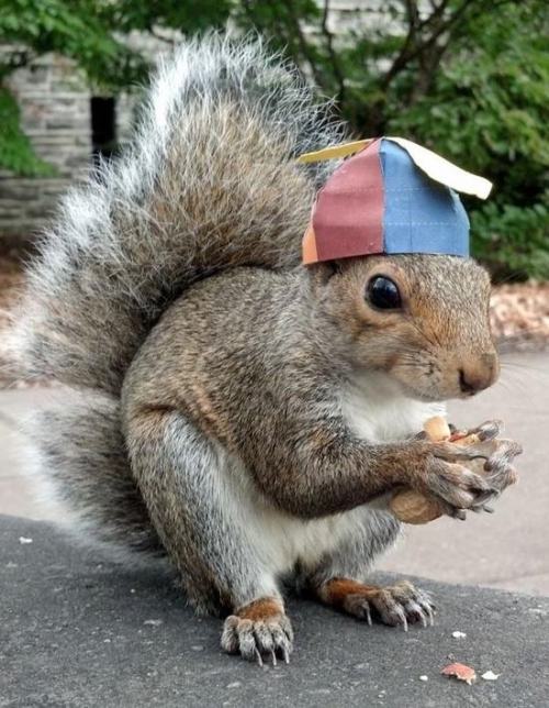 pleatedjeans:21 Adorable Animals Wearing Hats