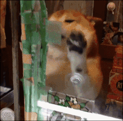 4gifs:  Must contain excitement. Such professional. [video]