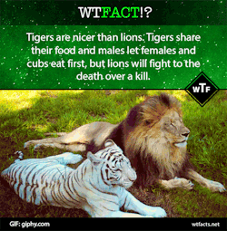 wtfacts:  Follow us We love youhttp://tumblr.com/follow/wtfacts