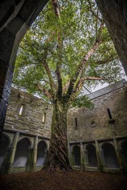 abandonedandurbex:  A Yew tree growing in the courtyard of an