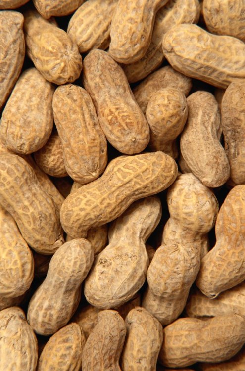 blackourstory:  whisperingvictory:  blackourstory:  If you think all this brilliant scientist did for America was to create peanut butter… you’re clueless. There’s a reason he was called to testify before Congress - twice. He single-handedly saved