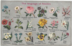 hidden-in-thoughts:  ❀The language of flowers❀ 