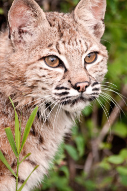 funkysafari:  Montana Bobcat by sunspotimages