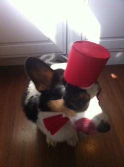 corgiaddict:  The Dogtor can never pass up a fez  For my Doctor