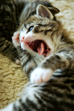 89cats:  Yaaaaaawn… by Walmink on Flickr. 