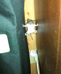 soullesshumans:  the first mouse to qualify for american ninja