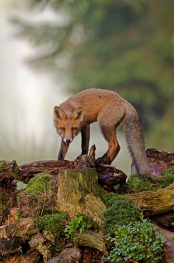 beautiful-wildlife:  Fox by Detlef Hinrichs 