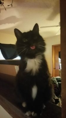 dailyblep:  Boots’ happy to see me blepdailyblep.tumblr.com