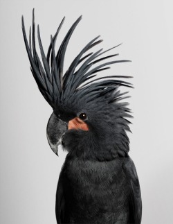 Photographs of wild cockatoos by Leila Jeffreys from her series Bioela.