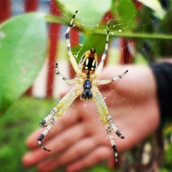 Todo un #ecosistema en mi #jardin #spider #araña #amarillo #yellow
