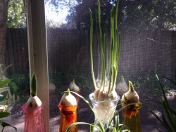 Tulips and garlic