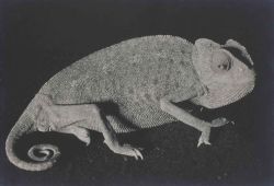thatsbutterbaby: Man Ray, Lizard, 1932.