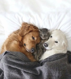 awwww-cute:  Bedfellows (Source: http://ift.tt/2efVJJ7)