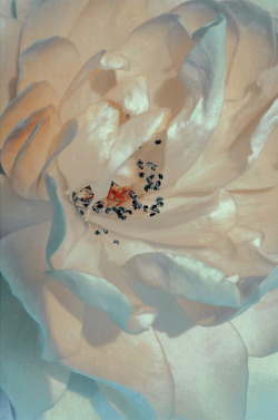 nevver:Petal power, Xuebing DU