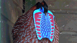 becausebirds:  Temminck’s Tragopan Pheasant. Look at its blue