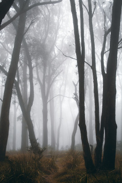 hullocolin:  Dandenong Ranges National Park, Australia Jaccob