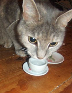 sentimentalmachine:One day long ago I invited my kitty to a tea