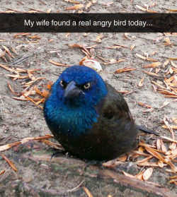 srsfunny:  This Guy Is A Real Life Angry Birdhttp://srsfunny.tumblr.com/