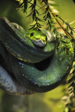 r2–d2:  Green Tree Python 