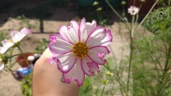 New bloom on my giant cosmos plant. It’s a bit frilly but