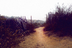 hawaiiancoconut:  Old processed film photo from a couple years