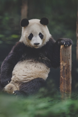 worldfam0us:  Panda Portrait | WF 