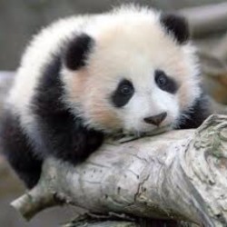 Seems like Friday’s still far… #panda #cute #instagood