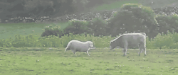softroot:  cineraria:  Sheep teaches young bull to head butt,