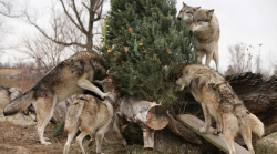 wolveswolves:  Happy Christmas! Wolves enjoy a treat-covered