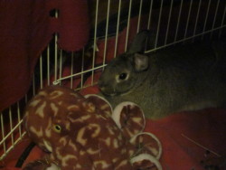 myroommatesbunny:  Thu and her best friend, Octopus