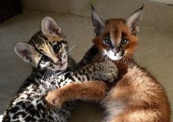 cuckou:  flamingo147:  a Margay & a Caracal  Caracals are