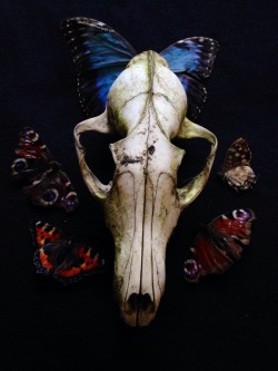 roadkillandcrows:  Fox skull and natural death butterflies. 