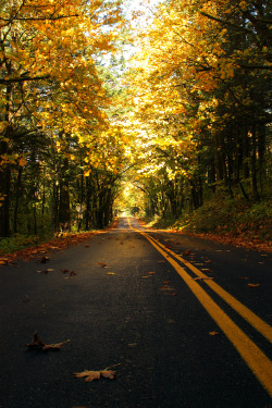 awtumnleafs:  want more autumn?! follow awtumnleafs