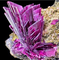 ggeology:    Erythrite //   Mechoui deposit, Bou Azzer, Anti-Atlas,