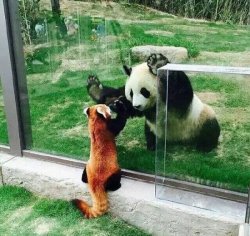 awwww-cute:  So.. you are my cousin ? (x-post /r/redpandas) (Source: