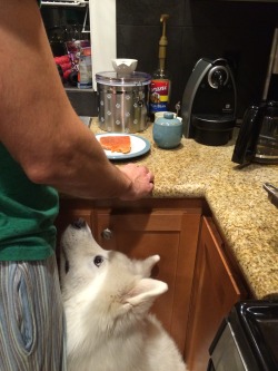 skookumthesamoyed:I CAN FIX THAT SALMON PROBLEM UR HAVING IF