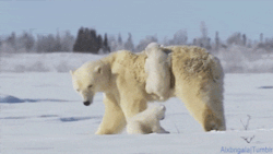  Polar bear cub climbing his mother [x] 