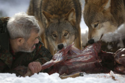 fer1972:  The Wolfman:  Wolfspark Werner Freund is a wolf sanctuary