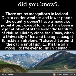 did-you-kno:  There are no mosquitoes in Iceland.  Due to colder