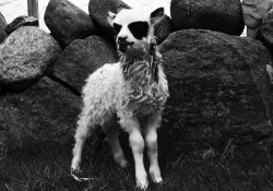 itsmetal:   A lamb of the breed Old Norwegian Short Tail Landrace