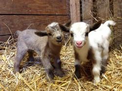 piglii:  babygoatsandfriends:  Cute buddies Misfit Farm Oregon