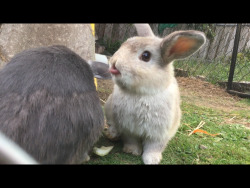 emmasbunnybuddies:  Rabbits sticking their tongues out😝