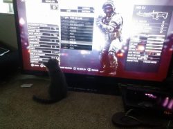 He likes to watch me play battlefield. Sometimes he even jumps