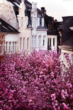 mirnah:Heerstrasse, Bonn, Germany. Also known as the Cherry