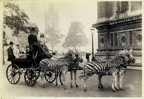 blondebrainpower:Lionel Walter Rothschild’s zebra carriage