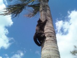 derpycats:  Lady Tiger doesnt understand palm trees.