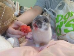 bunsxbunsxbuns:  She’s so happy to munch on her favorite fruit
