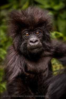 earth-song:   The Cute little guy! by Nelis Wolmarans  