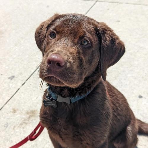 labrador-overload:Wilbur says Salutations